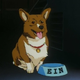 Illustration for article titled 20 Best (And 20 Worst) Pets In Science Fiction